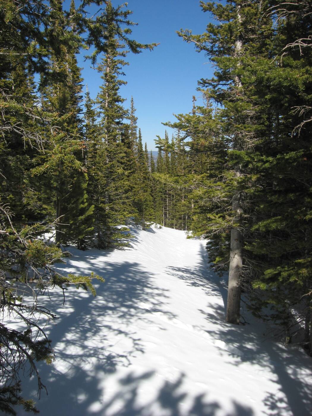 Snow Trails