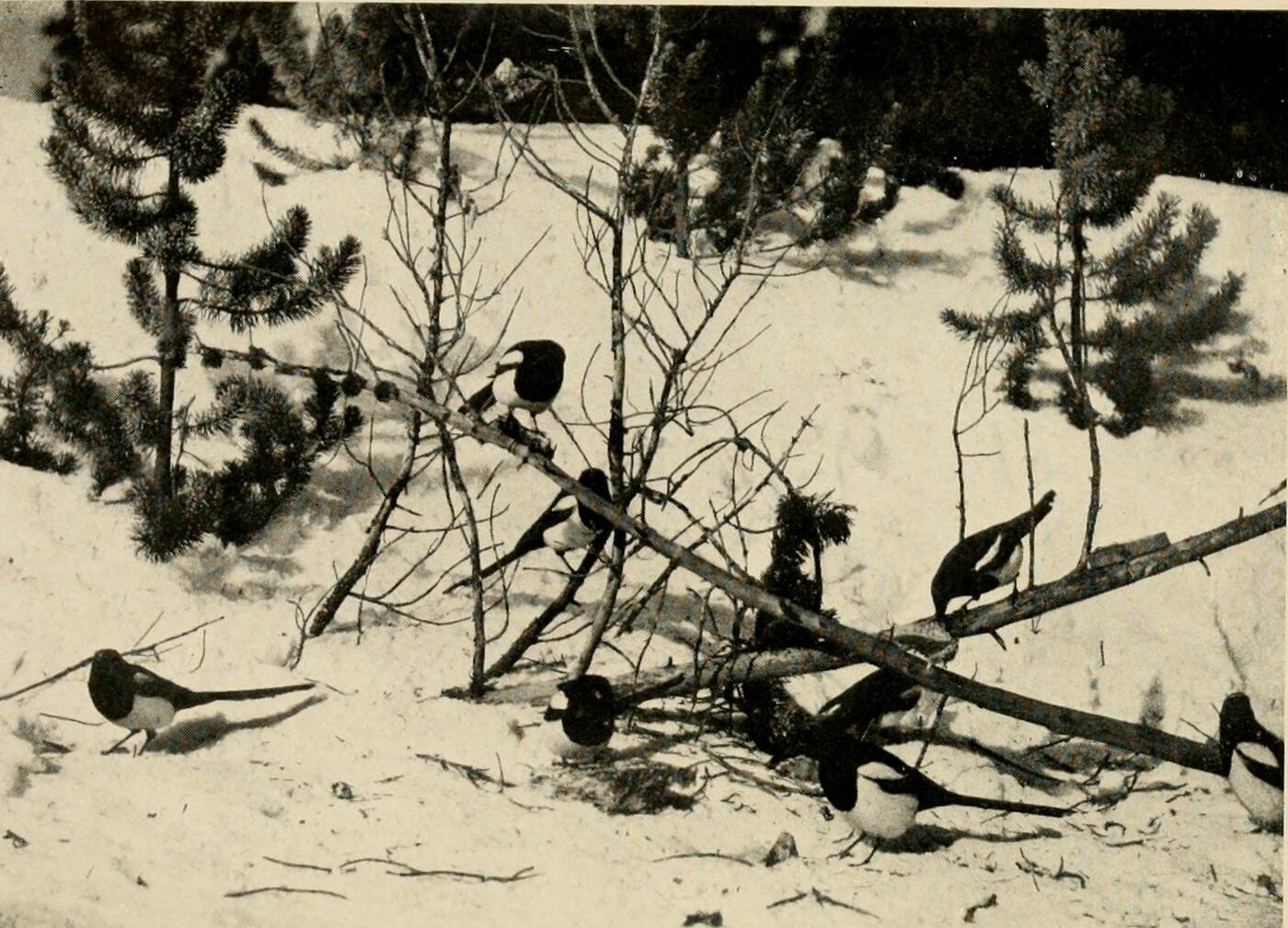 Yellowstone Club