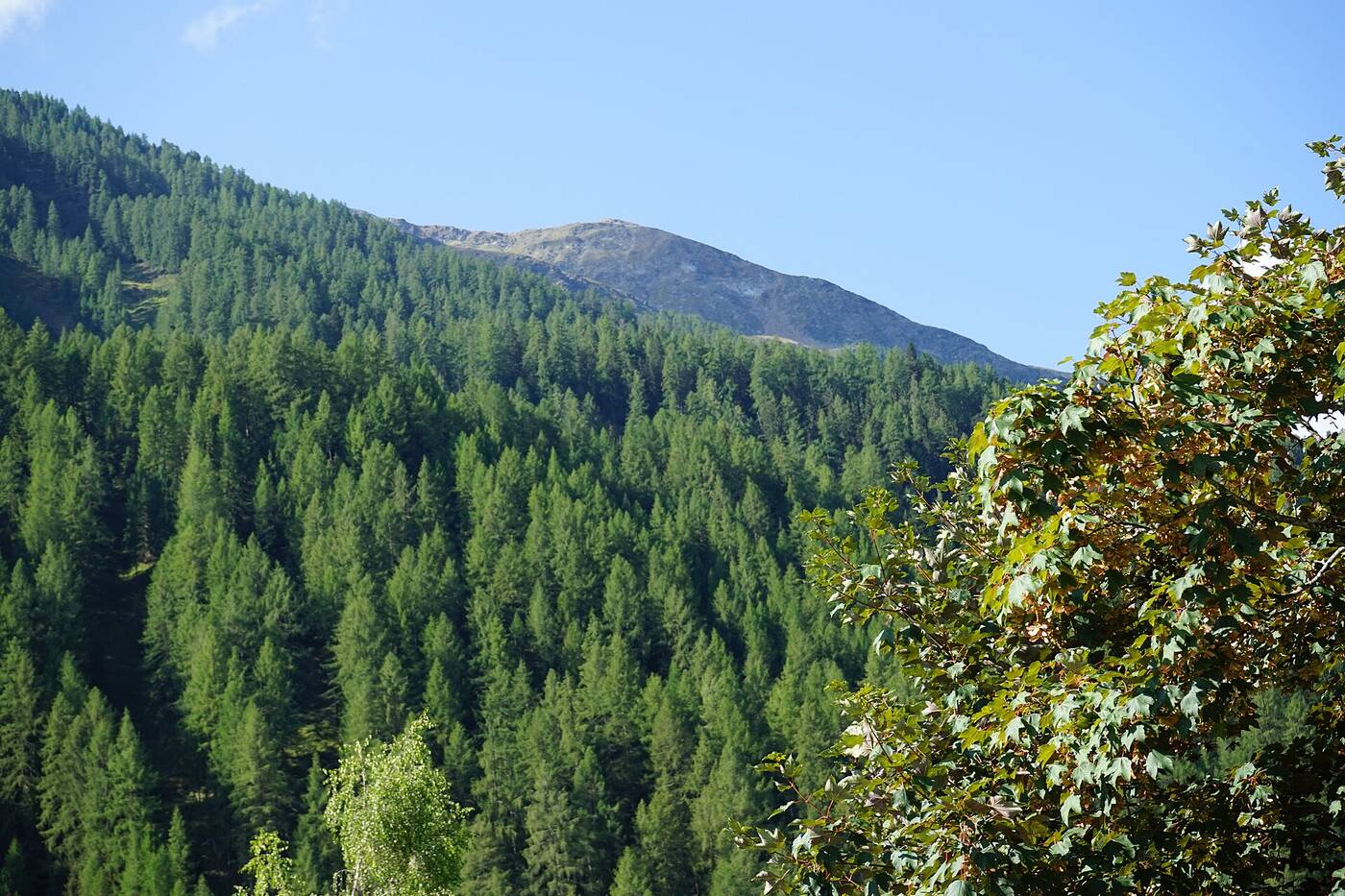 Brunnalm / St. Jakob